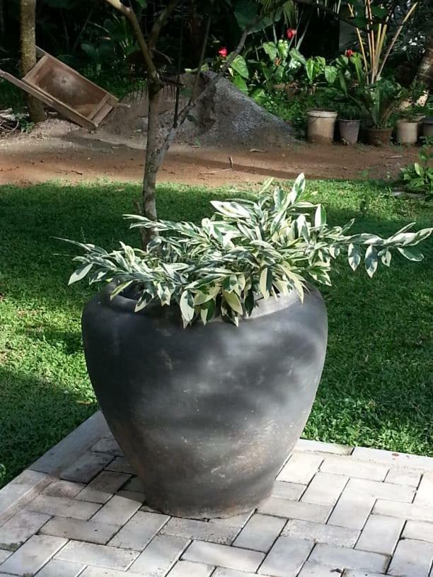 فندق Casa Blanca آهانغاما المظهر الخارجي الصورة